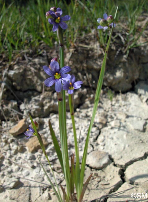 Sisyrinchium montanum