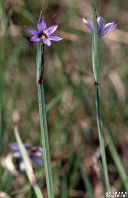 Sisyrinchium montanum