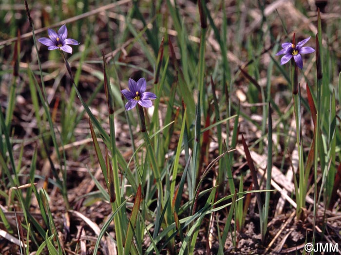 Sisyrinchium montanum