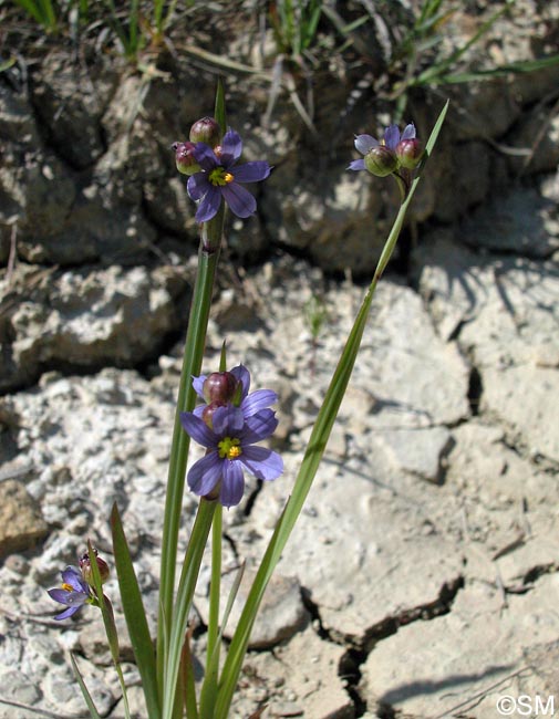 Sisyrinchium montanum