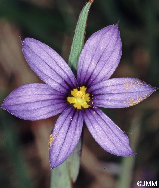 Sisyrinchium montanum