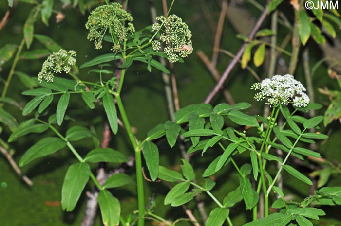 Sium latifolium