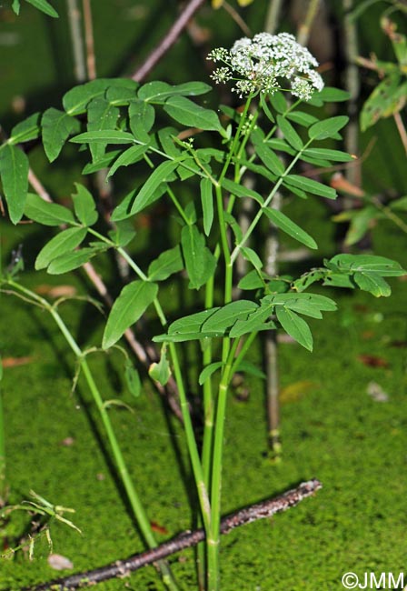 Sium latifolium