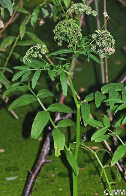 Sium latifolium