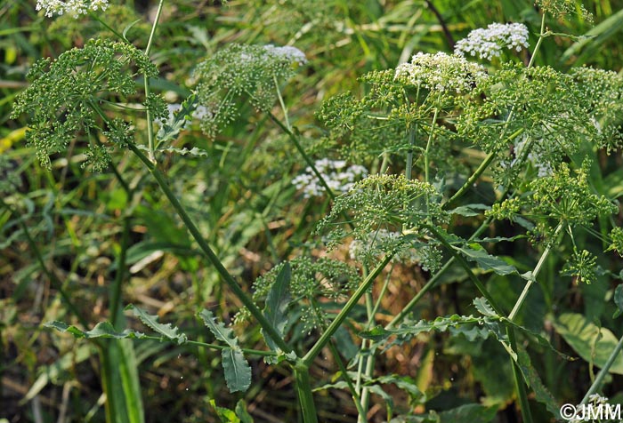 Sium latifolium