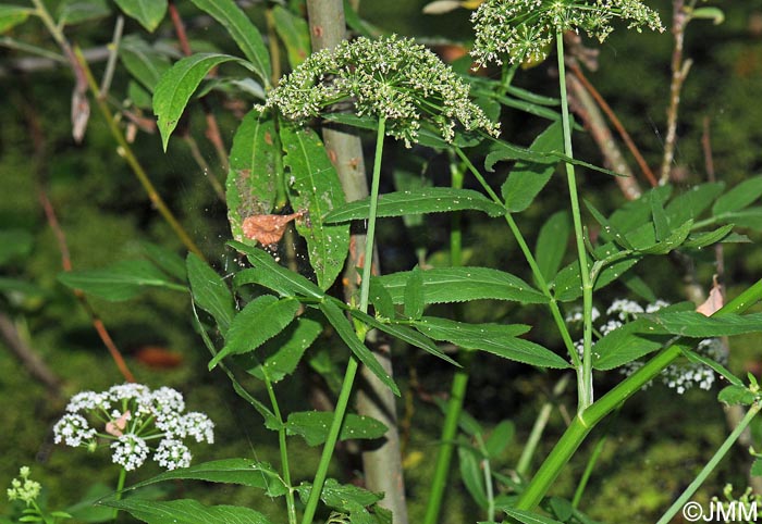 Sium latifolium