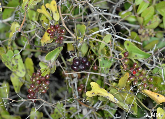 Smilax aspera