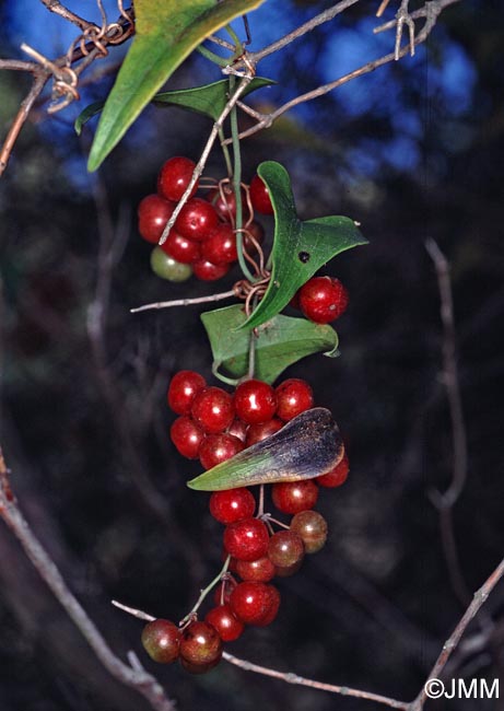 Smilax aspera