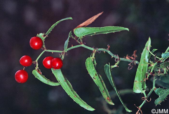 Smilax aspera