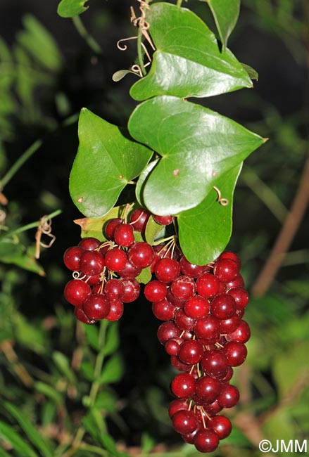 Smilax aspera