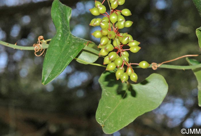 Smilax aspera