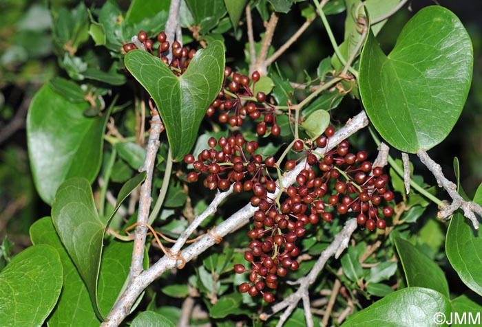 Smilax aspera