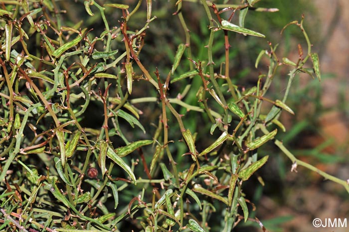 Smilax aspera var. balearica