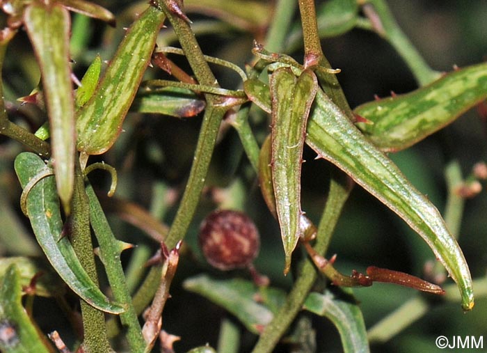 Smilax aspera var. balearica