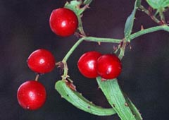 Smilax aspera var. aspera