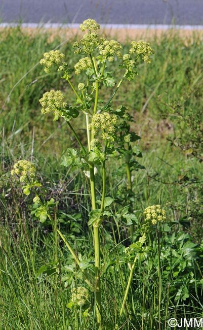 Smyrnium olusatrum