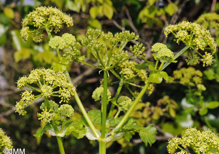 Smyrnium olusatrum