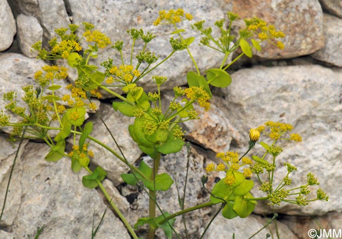 Smyrnium perfoliatum subsp. rotundifolium