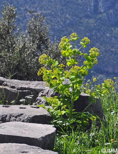 Smyrnium perfoliatum subsp. rotundifolium