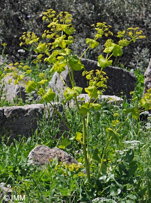 Smyrnium perfoliatum subsp. rotundifolium