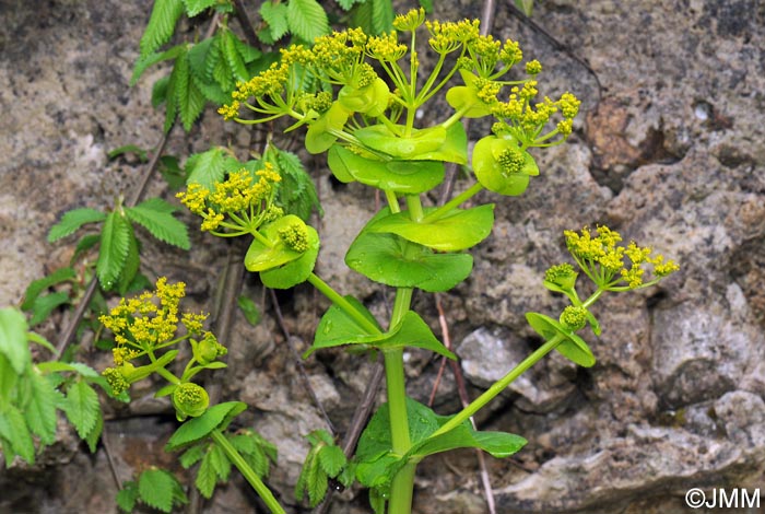 Smyrnium perfoliatum subsp. rotundifolium