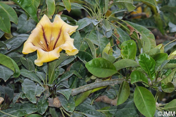 Solandra maxima