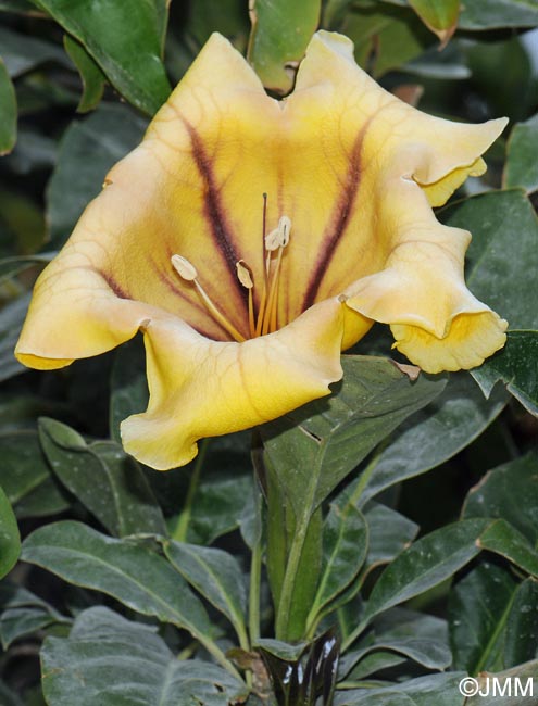 Solandra maxima