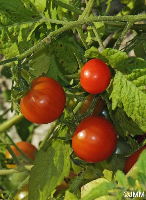 Solanum lycopersicum = Lycopersicon esculentum