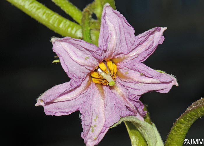 Solanum melongena