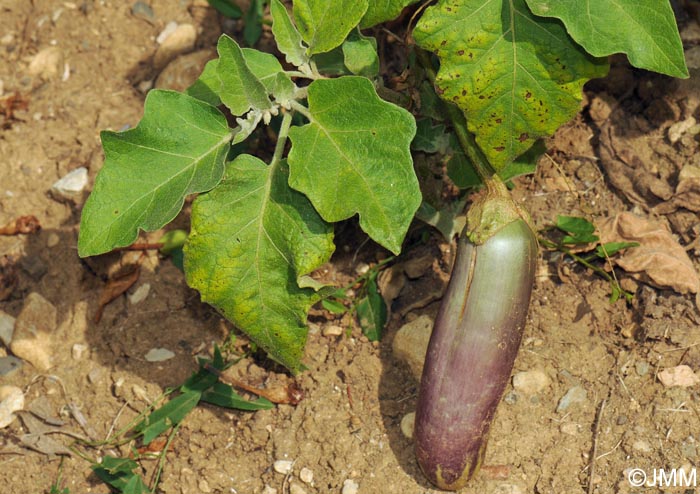 Solanum melongena