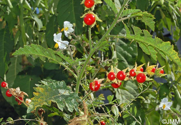 Solanum sisymbriifolium