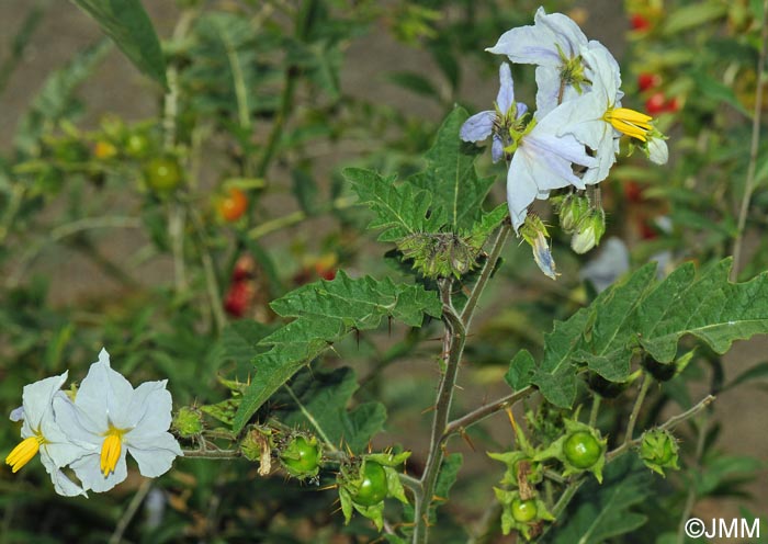 Solanum sisymbriifolium