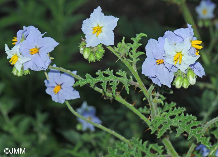 Solanum sisymbriifolium