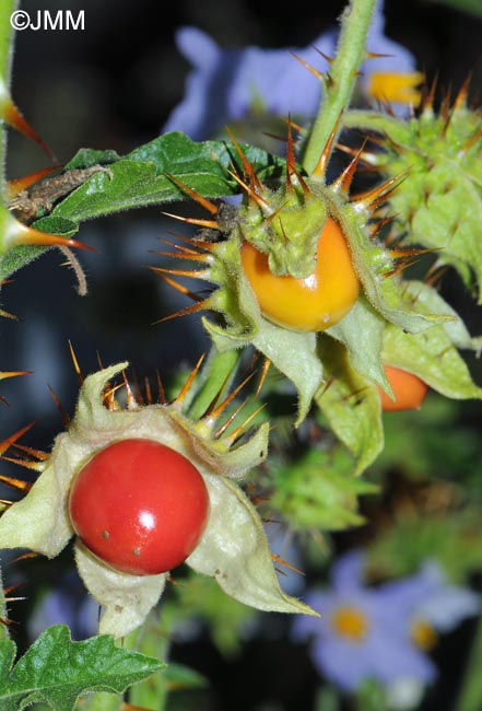 Solanum sisymbriifolium