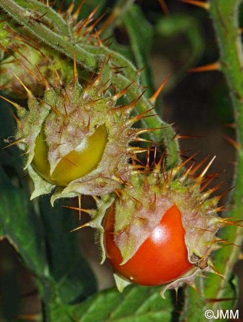 Solanum sisymbriifolium