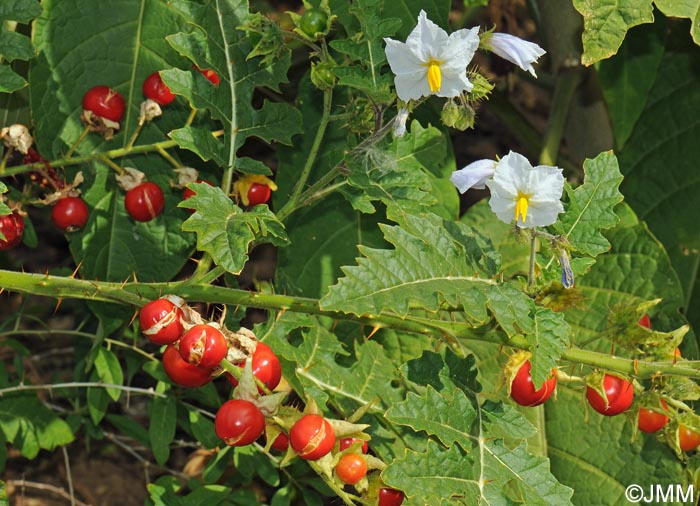 Solanum sisymbriifolium