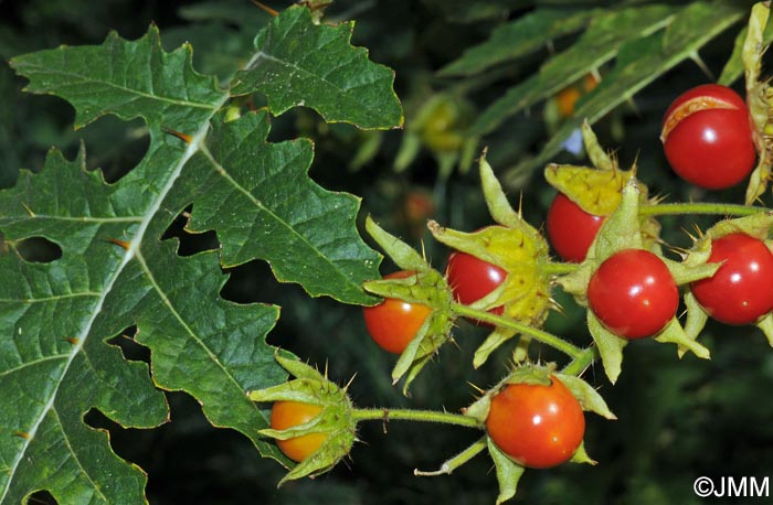 Solanum sisymbriifolium