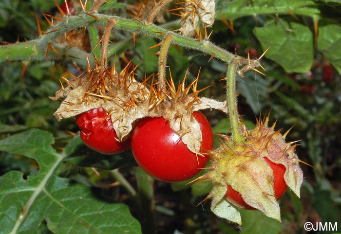 Solanum sisymbriifolium