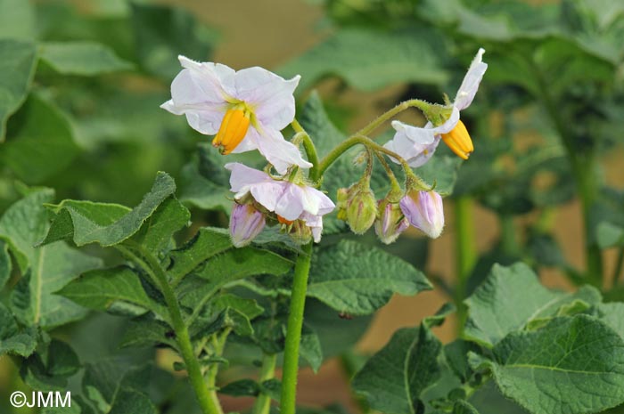 Solanum tuberosum