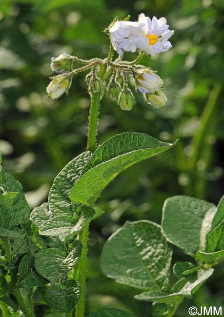 Solanum tuberosum