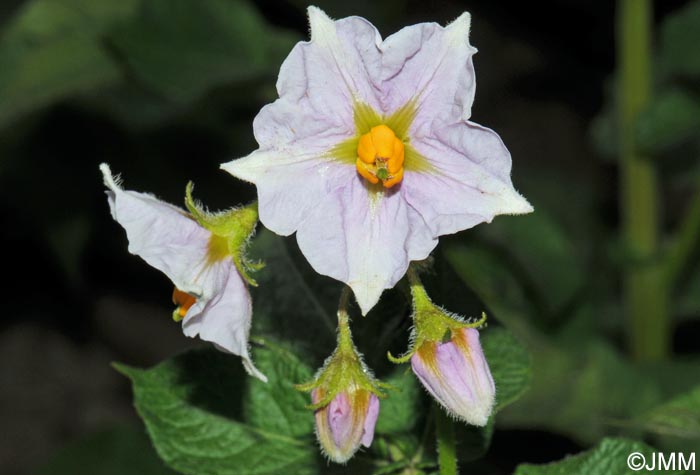 Solanum tuberosum