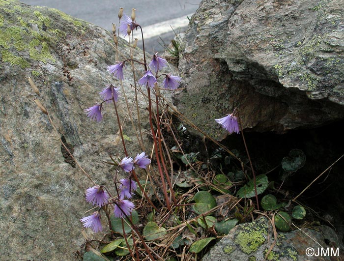 Soldanella alpina subsp. alpina