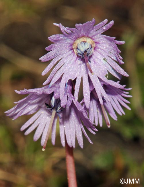 Soldanella alpina subsp. alpina