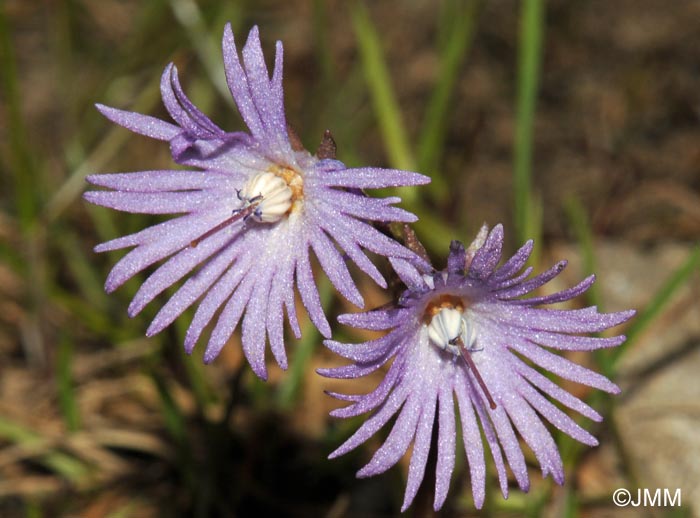 Soldanella alpina subsp. alpina