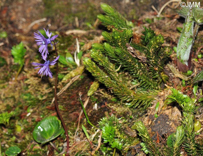 Soldanella alpina et Huperzia selago