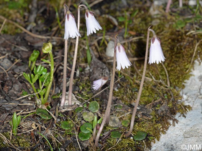 Soldanella minima