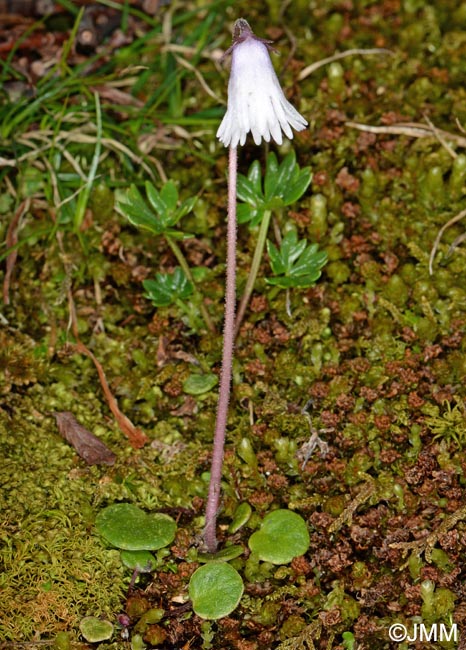 Soldanella minima