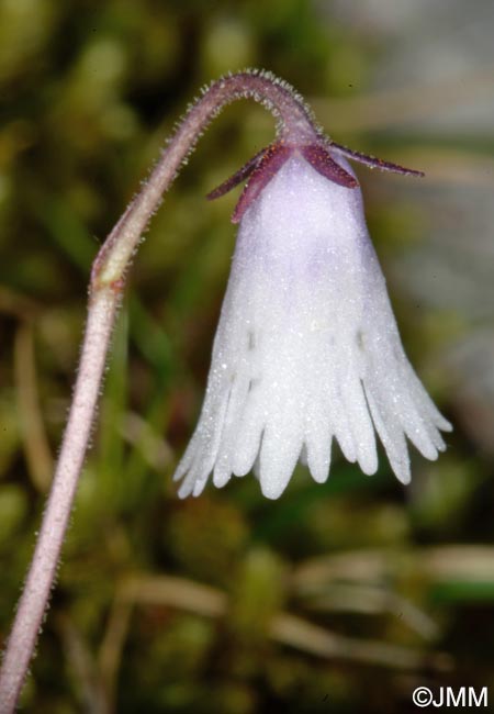 Soldanella minima