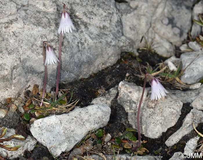 Soldanella minima