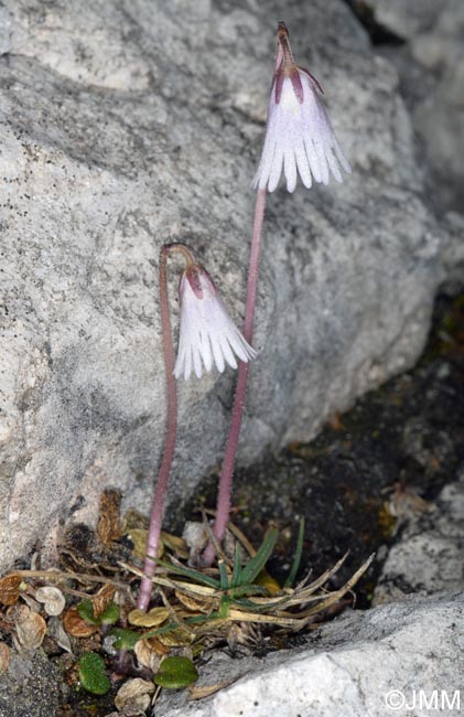 Soldanella minima